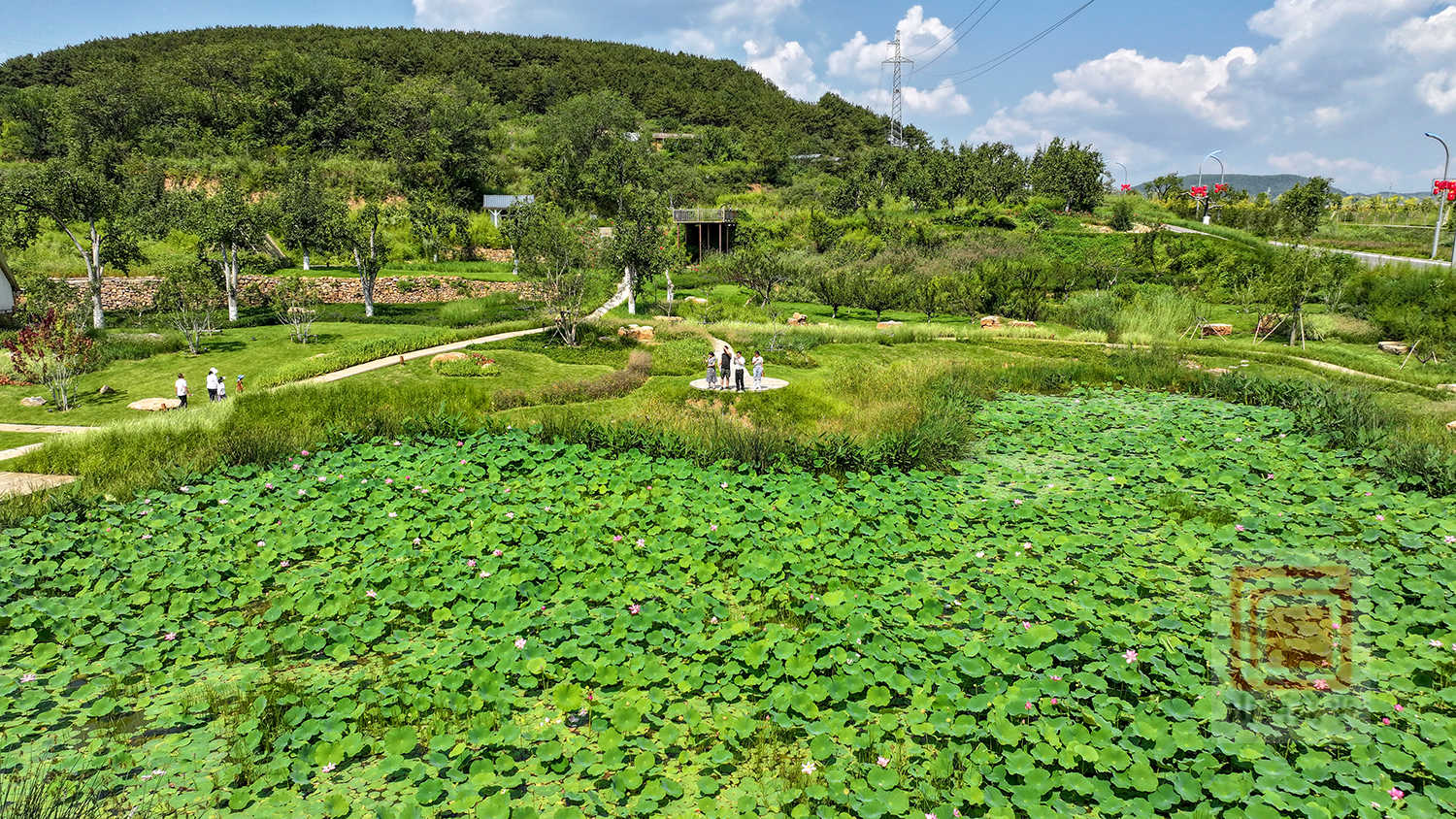 釜山古梨樹公園連片荷花競相綻放 美不勝收